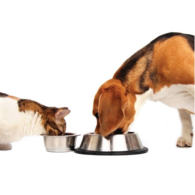 Wszystko co musisz wiedzieć o dietach zwierząt domowych