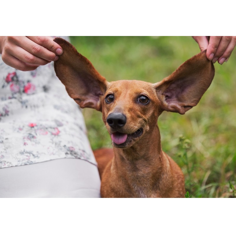 Zapalenie uszu u psów: ukryte tajemnice