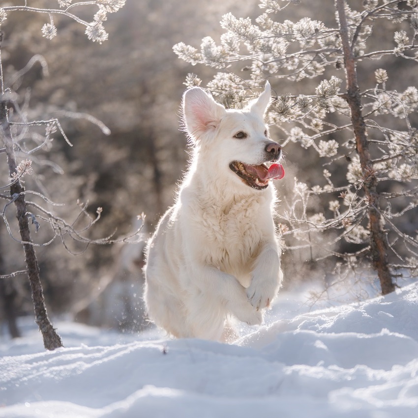 Pies i zimno: wskazówki, jak stawić czoła zimie