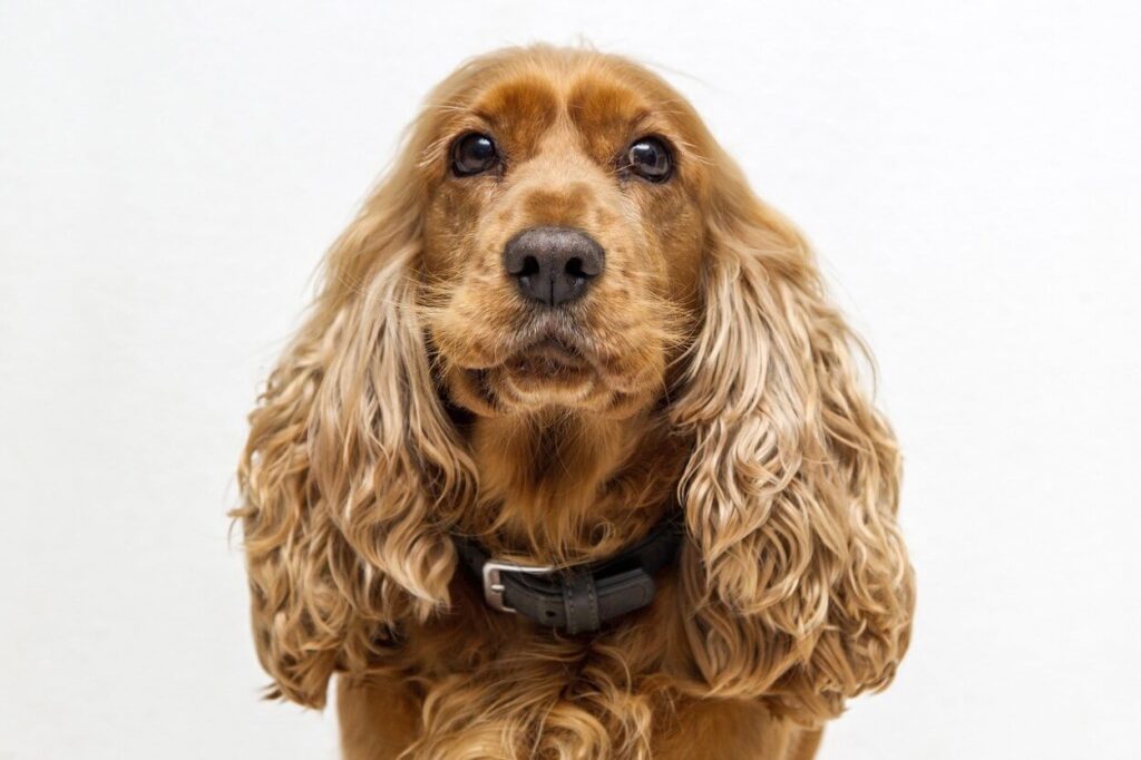 Zapalenie ucha u psa, rozwiązanie zapalenia ucha środkowego u psów